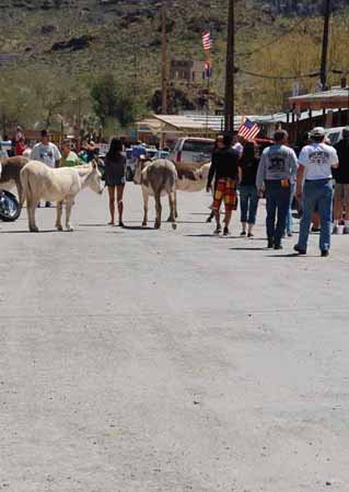 burros in road